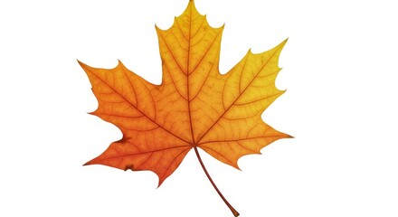 Obraz premium Autumn Maple Leaf on White Background - Single orange and yellow maple leaf, isolated on white. Symbolizing autumn, nature, change, beauty, and tranquility