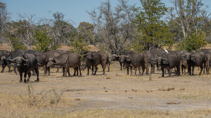 African buffalo (Syncerus caffer), Murchison Falls National Park, Uganda