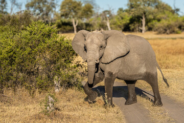 herd of African elephants at sunset Botswana (Loxodonta africana)