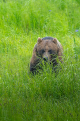 Grizzly bear (brown bear) (Ursus arctos), Moraine Creek (River), Katmai National Park and Reserve,...