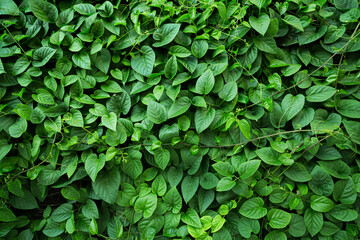 Dense vertical garden with various green plants and foliage, lush and vibrant living wall, outdoor setting.