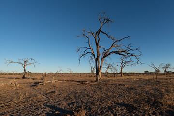 sunset with dry trees in the background of Botswana.