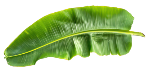 a large banana leave isolate on transparent background