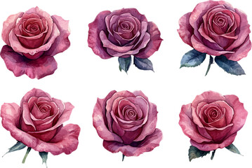 Obraz premium set of pink roses
