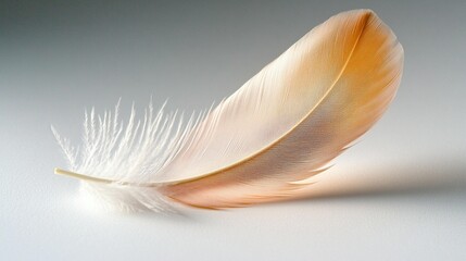 Naklejka premium Soft orange bird feather on bright background light and airy image