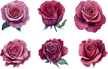 Fototapeta premium set of pink roses
