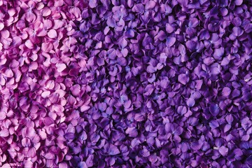 Fototapeta premium Delicate purple hydrangea petals create a vibrant gradient.