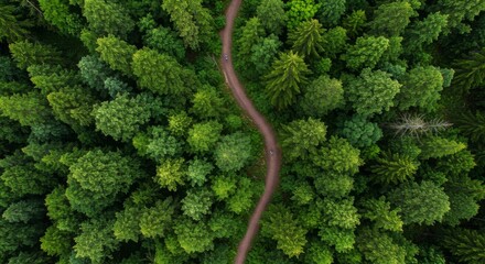 Aerial View of Winding Path Through Lush Green Forest