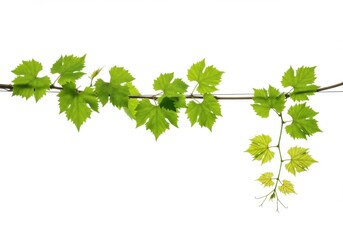 Vine branch with green leaves isolated on white background