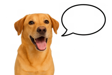A Thoughtful Canine: A friendly, golden retriever, accompanied by an empty thought bubble, symbolizing communication.