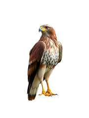 Fototapeta premium Angled view full body shot of an extremely perfect looking single rough-legged hawk (rough-legged buzzard) isolated on a white transparent background