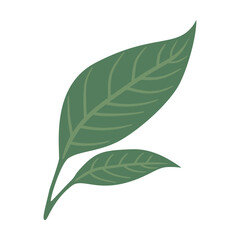 green tea leaf isolated on white background