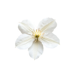 Fototapeta premium Clematis flower png