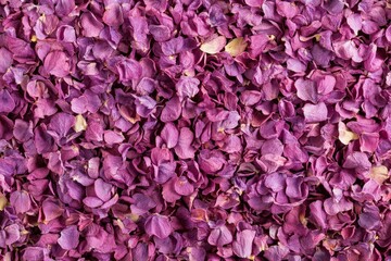 A beautiful display of lavender and lilac petals