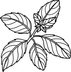 Hand Drawn Basil Leaves Illustration Botanical Herb In Black And White Outline