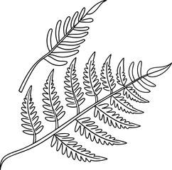 Fern Fronds Outline Illustration Botanical Design Isolated On White Background Elegant Decoration