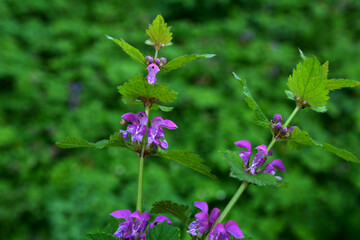 Close-up of red dead-nettle (Lamium purpureum) flower