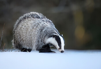 Badger close up ( Meles meles )