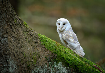 Barn owl close up ( Tyto alba )