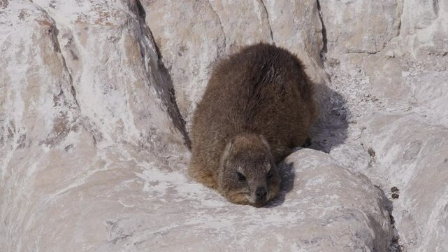 A dassie, or Cape hyrax, rests quietly in the sun atop a flat boulder as a light breeze ruffles its fur.