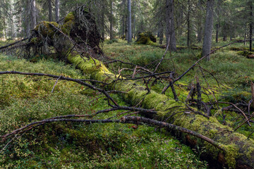 Decaying spruce trunk on the ground in old growth forest in  Hossa National Park, Finland