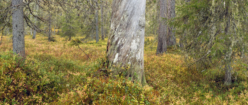 Autumn in old growth forest in Hossa National Park, Finland