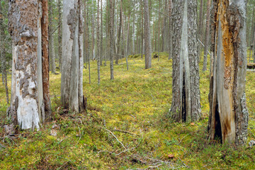 Old pines in old growth forest with marks of forest fire on their trunks.  Hossa National Park, Finland