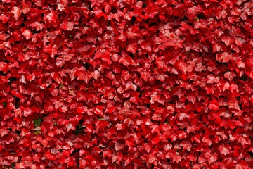Dense, vibrant red foliage covering a wall.