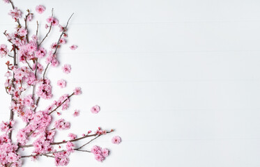 Beautiful pink cherry blossoms, creating a floral border on a rustic white background. Space for copy.