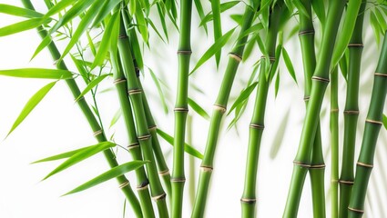 Single Bamboos Isolated on White Surface