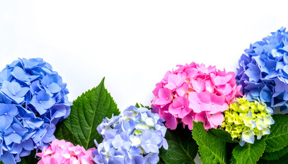 Obraz premium アジサイ