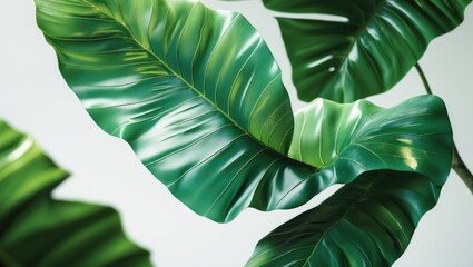 Beautiful Tropical Foliage: Isolated Leaf Scene with Bright and Colorful Details