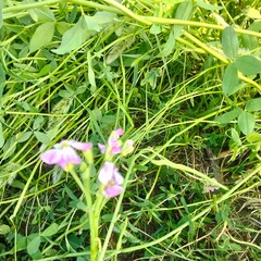 Obraz premium pink and white flower