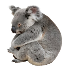 Fototapeta premium koala-isolated-on-transparent-background