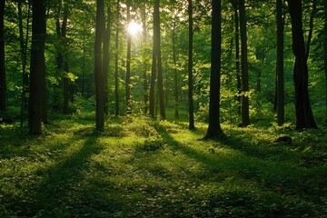 Obraz premium Serene sunlit forest with lush green undergrowth, peaceful woodland landscape