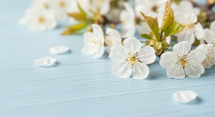 Fototapeta premium Blooming Cherry Flowers on Light Blue Wooden Surface