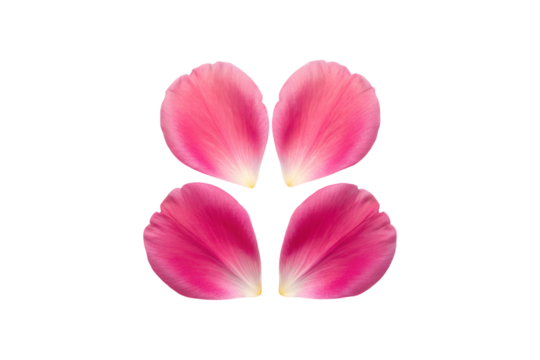 Four Vibrant Pink Flower Petals Arranged on a Solid transparent background Generative AI
