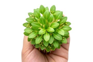 Close up shot of someone holding a green aquatic plant in hand
