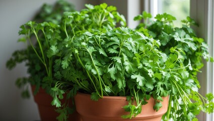 Fototapeta premium Herb garden in the kitchen.