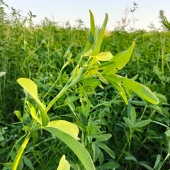 Obraz premium corn field in the morning