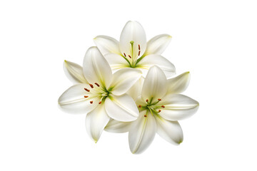 Fototapeta premium Elegant still life showcasing the beauty of three white lily blossoms transparent background