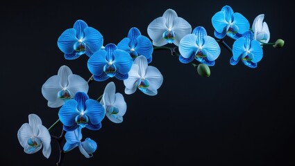 Blue orchid floral design against a black backdrop