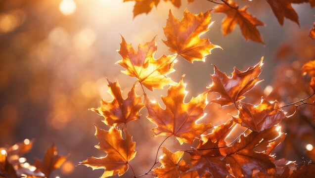 Yellow oak leaves on a tree illuminated by sunlight in a blurred natural background.