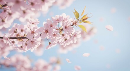 Obraz premium Blooming Tree with Pink Flowers and Falling Petals on a Sunny Day