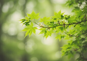 Fototapeta premium 新緑輝くカエデの枝、柔らかな光に包まれて