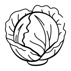 A hand drawn style icon of cabbage 

