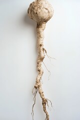 Fototapeta premium Horseradish Root Still Life Against White Background Studio Shot Vertical Composition Food Photography