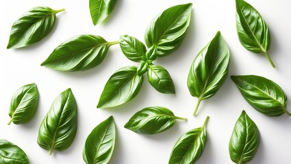 Obraz premium Green basil leaf set against a white background