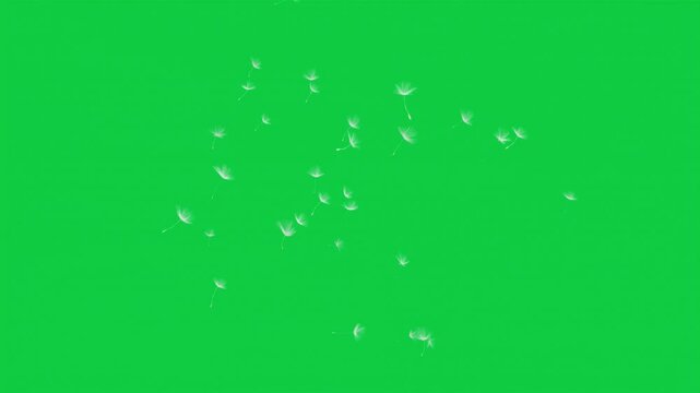 4 Floating Dandelion Fluff Animations &ndash; Green Screen Overlay Graphic Element