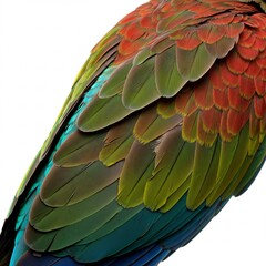 Fototapeta premium 鮮やか羽根 緑青赤色 自然美 羽根模様